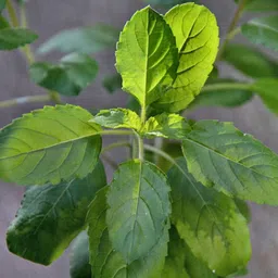 cloud farm Tulsi Plant image 2