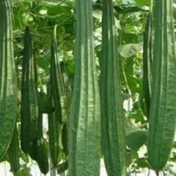 mamoni traders Ridge Gourd Seed, RG - 27 Organic Seed, Vegetable Seed for Gardening / Farming Seed image 2
