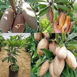 ridhima enterprises Chiku Plant-picture-37