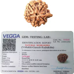 5 Mukhi Ganesh Rudraksha Nepal Lab Certified, 100% Original Panchmukhi Ruthratcham 18-21 mm Natural Brown Color for Men & Women Wood Pendant-image-4