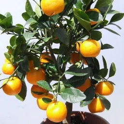 risenshine Sweet Lemon Plant image 2