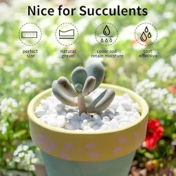 Pebbles for Decoration - Pebbles for Plants Pots - Pebbles for Garden Home Decor, (1 kilograms, White Polish Pebble) image 4