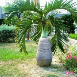 Bottle Champagne Palm Plant Outdoor Landscape Plants image 2
