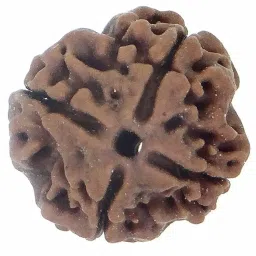 EDMIRIA 4 Mukhi/Faced Nepali Rudraksha | Natural & Certified | Astrological Four Mukhi/Faced Rudraksha | Positive Effect | Unisex Both for Men & Women image 5