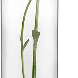 Padmashri Glass Cylinder Vases 12 Inch Tall X 4 Inch Round - Multi-use: Pillar Candle, Floating Candles Holders or Flower Vase (Cylinder Vase- 2Pcs) image 4