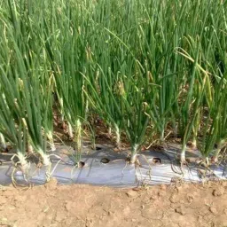 AgriVision Mulching Paper for Onion, Garlic, Cucumber, Green Chili & More - 25 Micron |Width 4 Feet |Length 400 Meter Roll | 4x4 Inch Hole Spacing (10 Lines) (25-MIC-Mulch-Paper) image 5