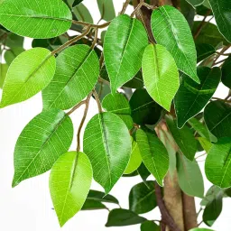 FOX & FERN Artificial Plants (Ficus Green 160cm) image 1