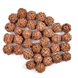 EDMIRIA 4 Mukhi/Faced Nepali Rudraksha | Natural & Certified | Astrological Four Mukhi/Faced Rudraksha | Positive Effect | Unisex Both for Men & Women image 4