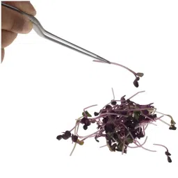 NJ Culinary Chef Tweezer 6.3 Inches, Food Placement Tweezer, tweezer Design Styling Stainless Steel Bayonet Forceps Precision Tongs with Offset Fine Tip - 1 Pc. image 2