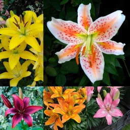 Radha Krishna Agriculture® Asiatic Lily Flower Bulbs Imported 2 PCS | Exotic Blooms for Gifting | Diwali, Anniversary & Festive Season Special (LITE RED) image 5