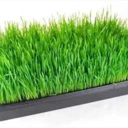 Hydroponics Tray with Water Drainage Holes | 1.5ft * 2ft | 3 inch Depth | Pack of 5 | Germination,Microgreen,Wheat Grass, Fodder Tray image 4