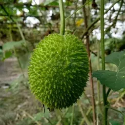 Agri Mall - Kantola seeds for planting, f1 hybrid Kakoda Spiny Spine gourd seeds image 4