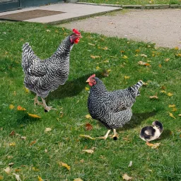 3 Pieces Chicken Animal Statue Animal Shaped Yard Stake for Pathway Decor image 5