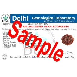 ptm Natural Certified 7 mukhi (Seven face) Astrological Original Nepali Rudraksha Beads with lab tested certificate for men & Women image 5