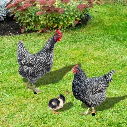 3 Pieces Chicken Animal Statue Animal Shaped Yard Stake for Pathway Decor image 4