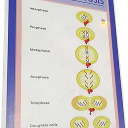 melody's Model of Mitosis Biology Working Science Project Model. image 3