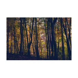 Inephos Brown And Black Floral And Botanical Printed Canvas Wall Arts-picture-11
