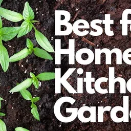 shelbysbe Natural Neem/Khali cake powder organic fertiliser and pest repellent Fertilizer Fertilizer, Manure, Potting Mixture, Soil image 5