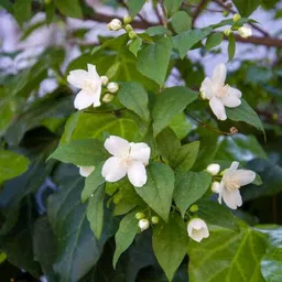 mamoni traders Jasmine Plant image 1