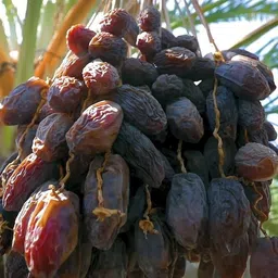 corofitam ZZ Plant-picture-19