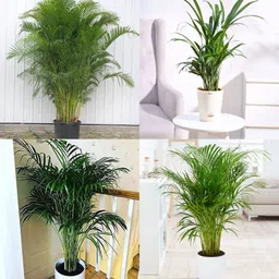 ibains Palm plant seeds pack of 29 Seed image 4