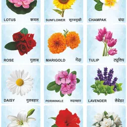 craftick Flowers Wooden Flash Cards Hindi English Educational Learning Cards for Kids-picture-25