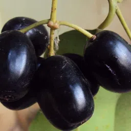 mohini plant Jamun Plant image 2