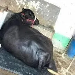 rkmats long-lasting quality of the cow & buffalo mats Cow, Dog, Hamster, Guinea Pig, Miniature Pig Pet Mat-picture-21