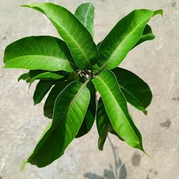 cloud farm Mango Plant image 3