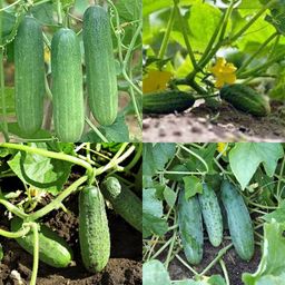 Cucumber seeds f1 hybrid Kakari sosa seeds pack of 27 Seed-image-2