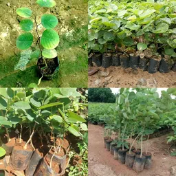 ibains Lal chandan plant seeds tree pack of 22 Seed image 2