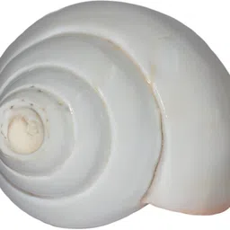 spiritual max Vamavarti Dattatreya (15 cm) Loud Shankh Blowing Shankh image 3