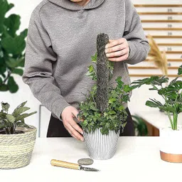 raahinya Moss Stick | Moss Stick | Moss Stick for Plant | Climbing Indoors(Pack Of 4) Garden Mulch image 2