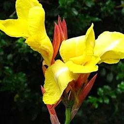 radha krishna agriculture Radha Krishna Agriculture™ Imported Excellent Quality Mix Colour Canna Lily, Canna indica Flower Bulbs for Home Outdoor Gardening Plants Flowering Bulbs (Pack Of 2) image 2