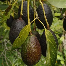 risenshine Avocado Plant-picture-23