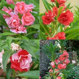 ibains Balsam flower seed pack of 95 Seed image 3