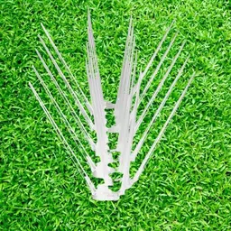 siddhi Bird Spike-picture-12