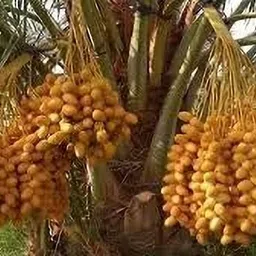 new debnathnursery Cycus Revoluta Plant image 4