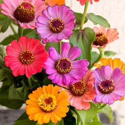 greensea Zinnia Mixed Flower Seed-picture-23