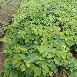 cloud farm Grapes Plant image 4