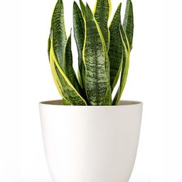 Alexvyan White Virgin Fade Free Planter-picture-39