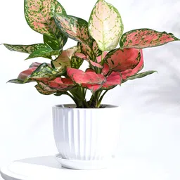 UGAOO White Textured Ceramic Pot-image-8