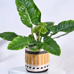 UGAOO Rays Yellow & Grey Cotton Planter-picture-32