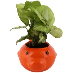 Leafy Tales Red Owl Shape Ceramic Planter image 3
