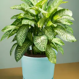 Kuber Industries Sawera Blue 5 pieces Flower Pot Planters With Tray image 3