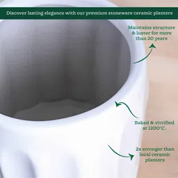 ugaoo Blushing Sun Large White Ceramic Planter image 5