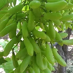 cloud farm Grapes Plant image 2