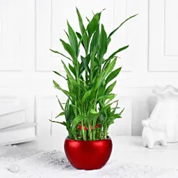 Lucky Bamboo in Red Metal Pot-image-0