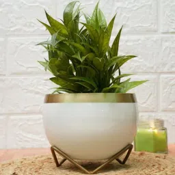 Metal Desk Pot WhiteGolden Print with stand By Gold Dust-picture-27