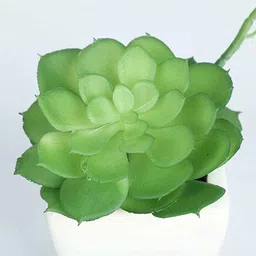 casacraft from pepperfry Green Polyurethane Artificial Bonsai Succulent Plant With White Ceramic Pot image 4